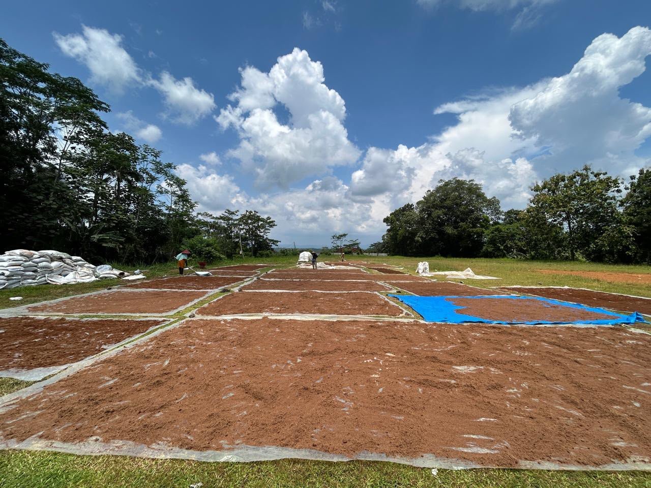 Lahan penjemuran cocopeat luas dengan petak-petak tertata rapi